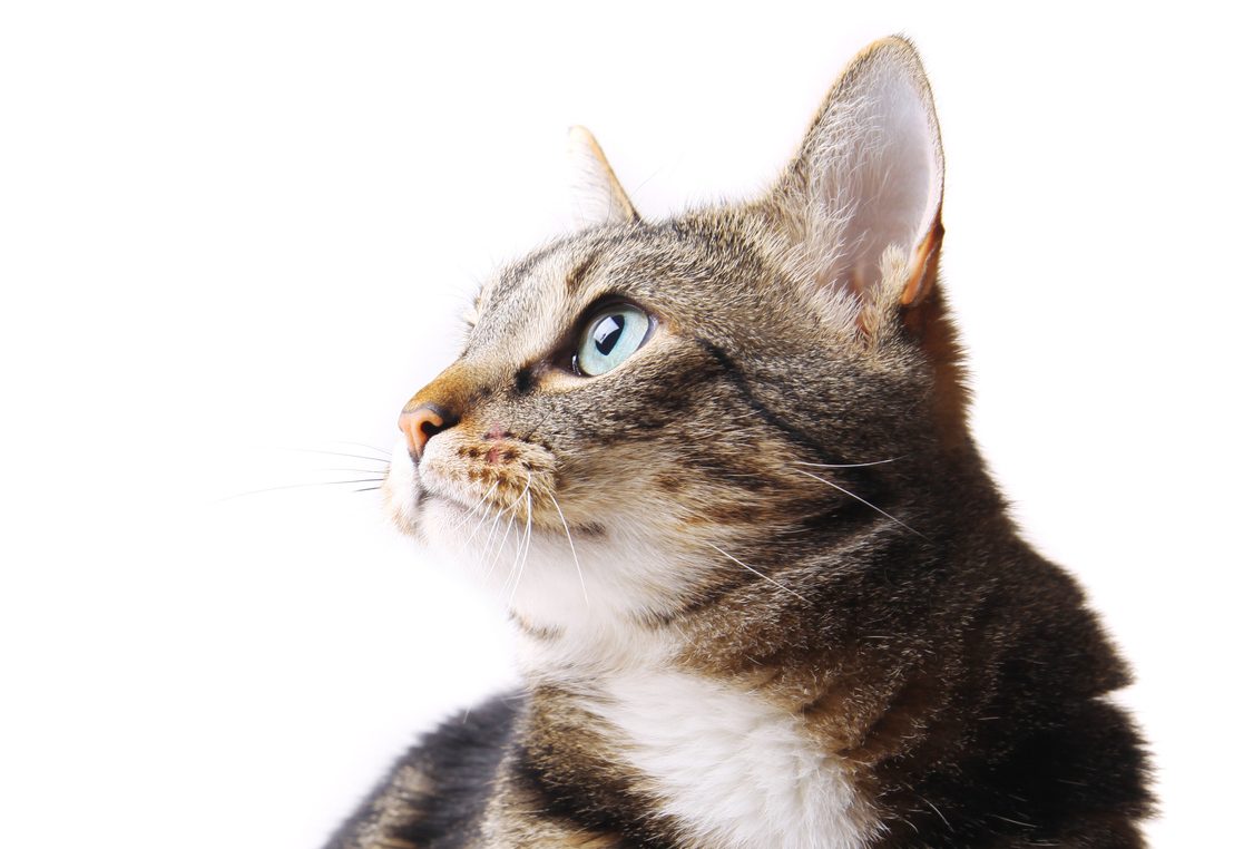 Katzen erkennen an sie gerichtete Sprache