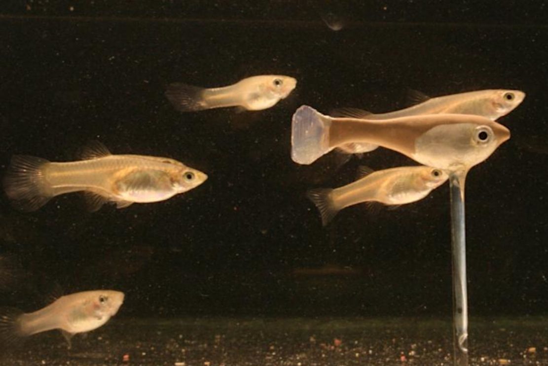 Können Fische antizipieren?