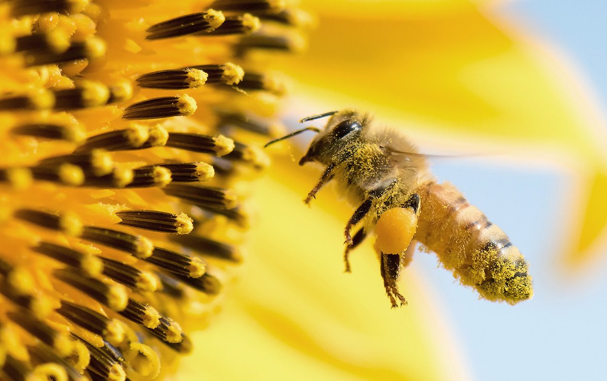 Neue Insektizide greifen Darmflora von Bienen an