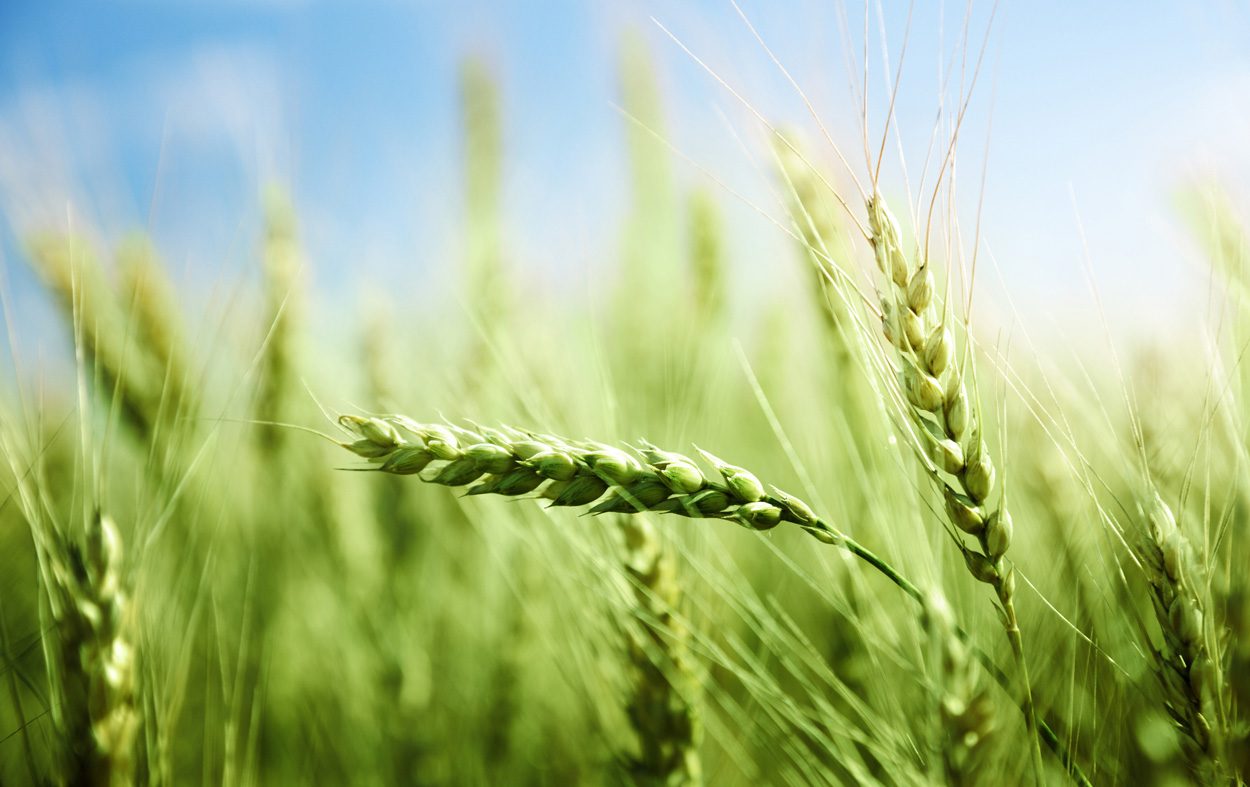 Nutzpflanzen: Hilfe durch alte Gene
