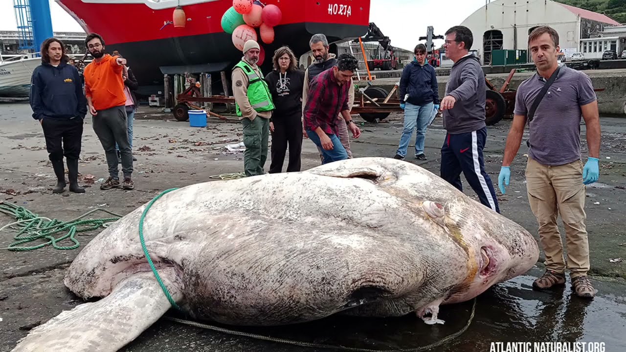 Rekord-schwerer Mondfisch