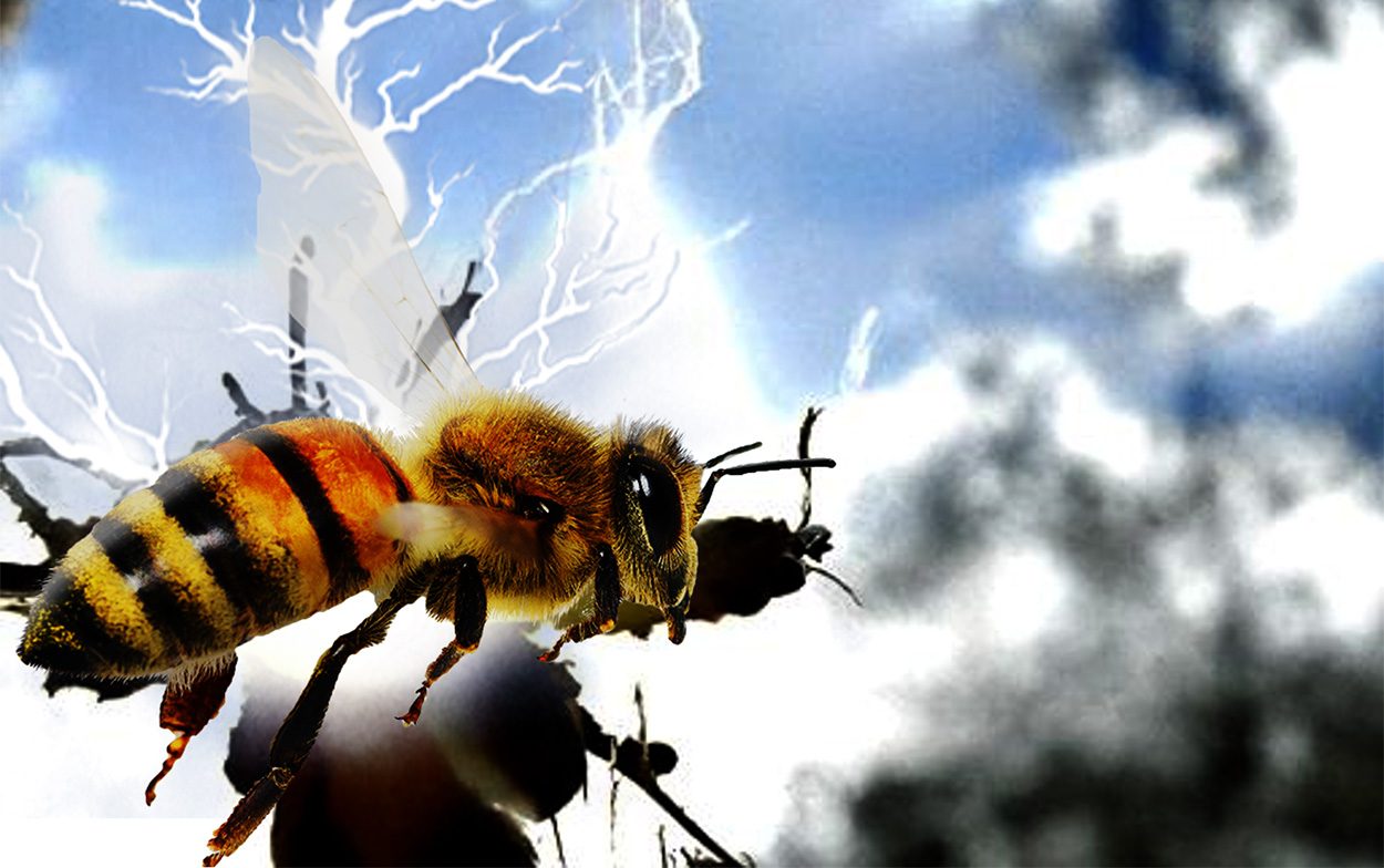 Wie Insekten die Luft aufladen