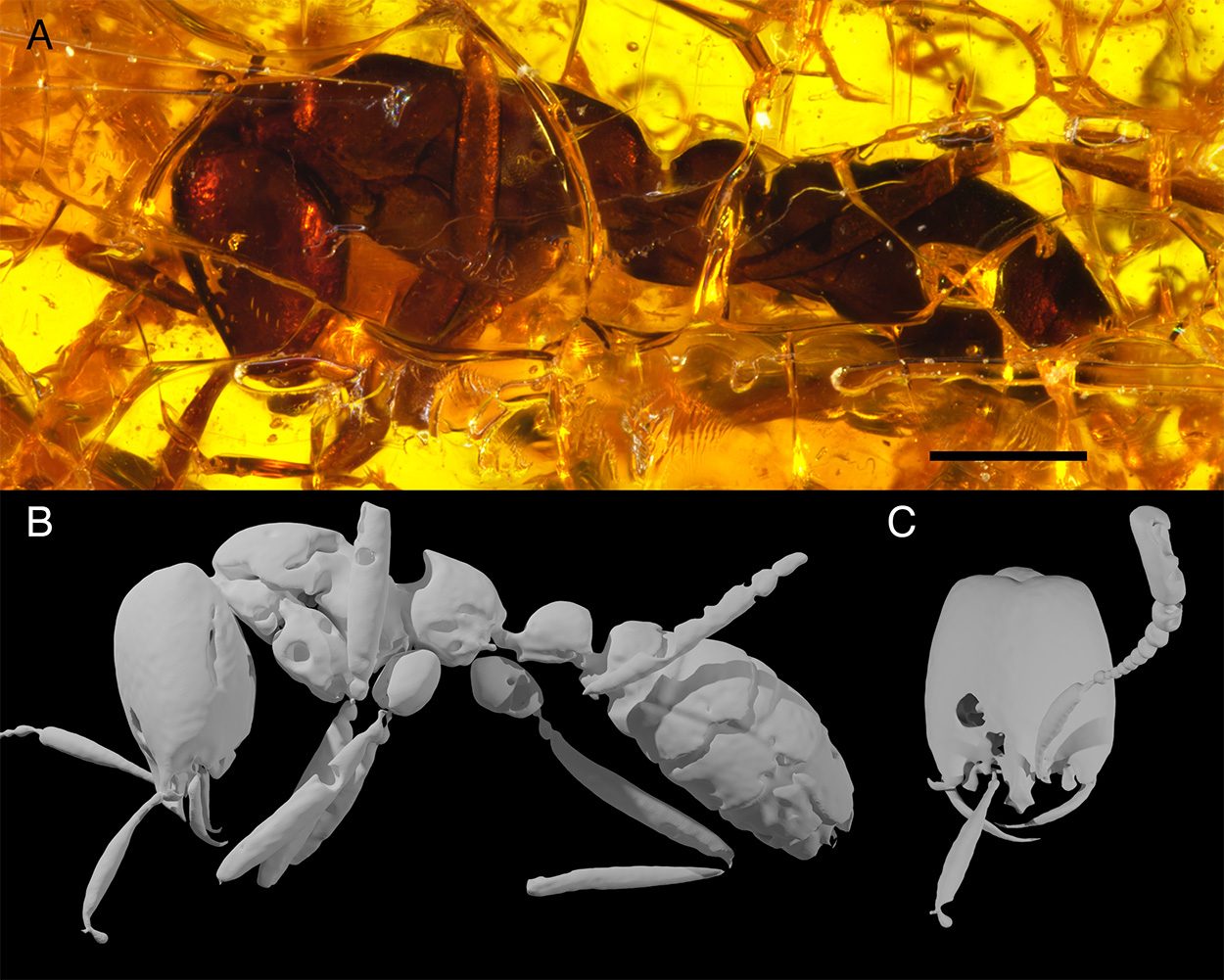 Ältestes Fossil einer Treiberameise entdeckt
