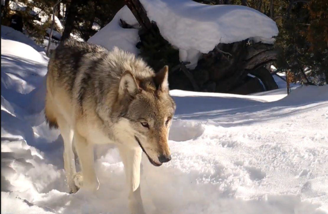 Wolfsverhalten im Bann von Parasiten
