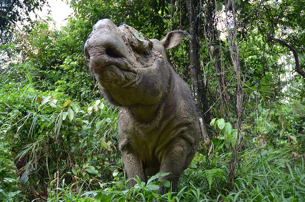 Zweite Chance für das Sumatra-Nashorn