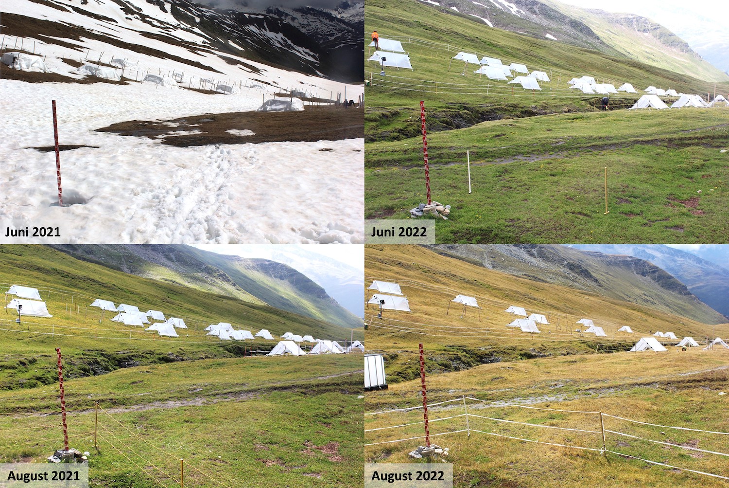 Alpenpflanzen: Früher grün – früher braun