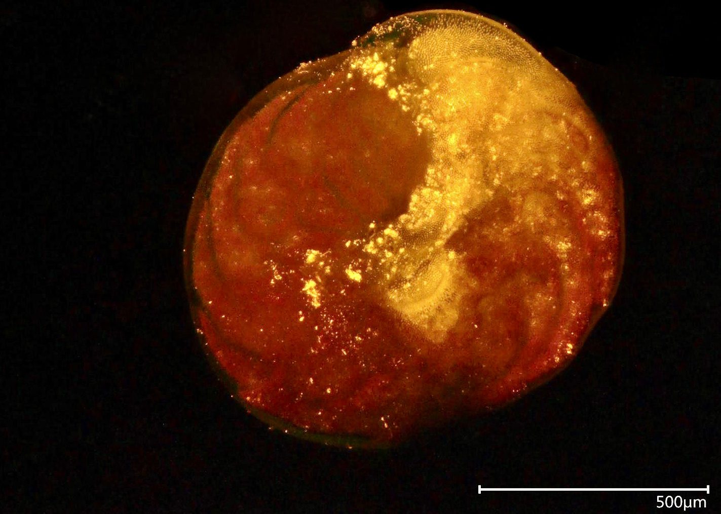 In „Bio-Sand“ wird Plastik eingebaut