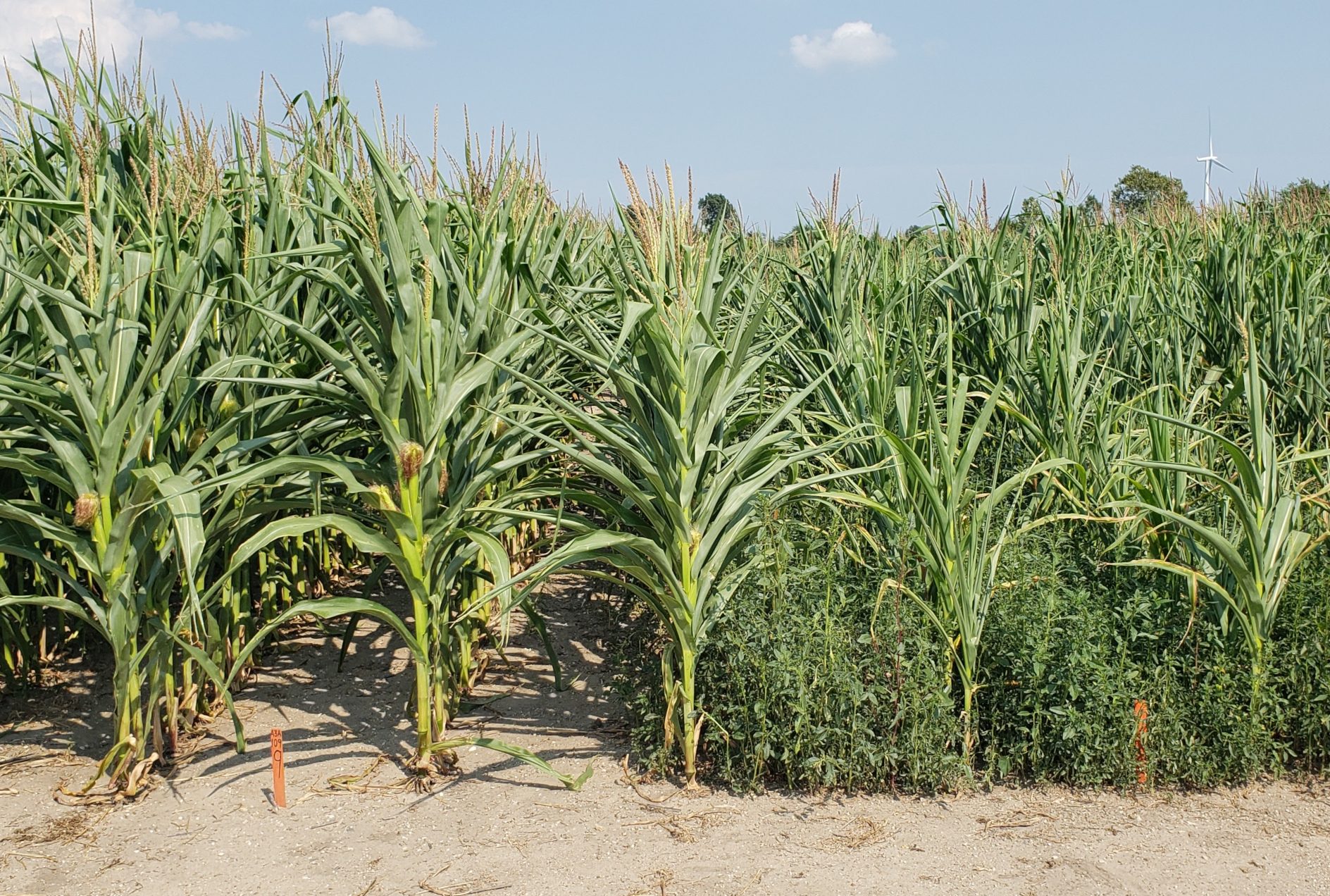 Landwirtschaftlich geprägtes Unkraut