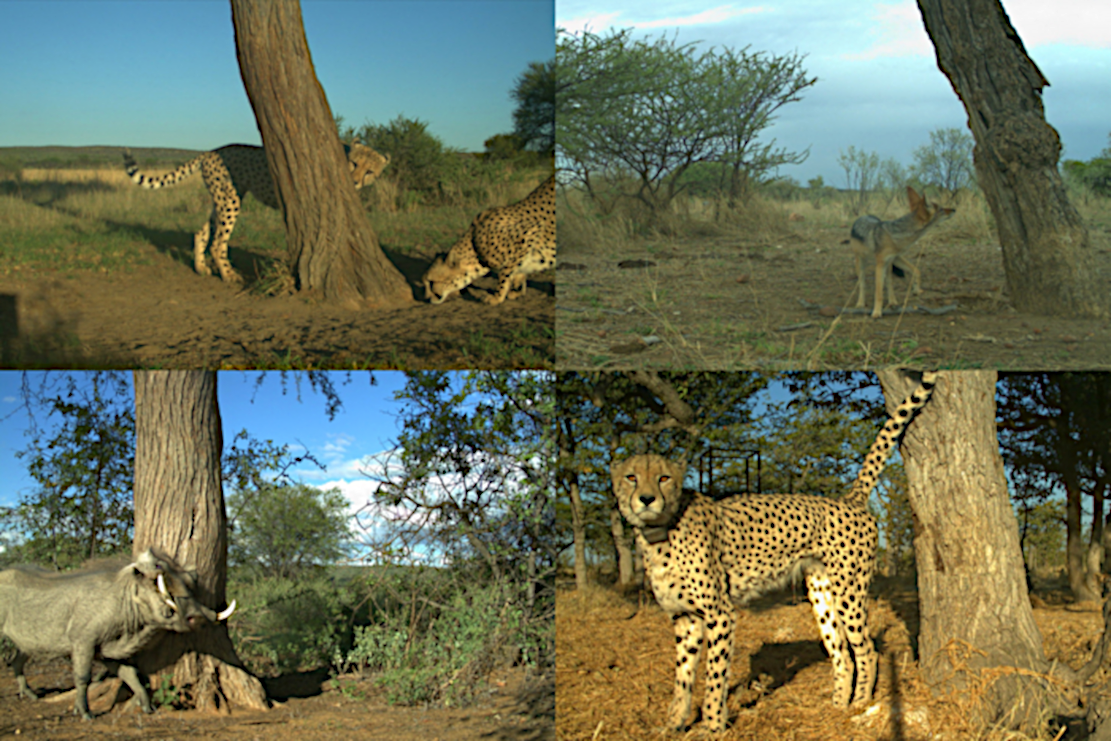 Tierische Info-Hotspots im Visier