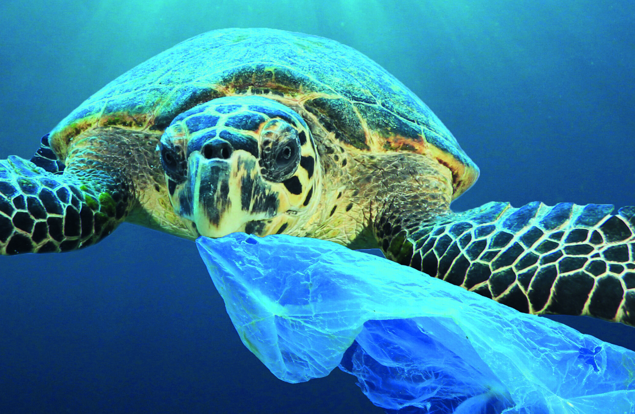 Ein buntes Plastik-Meer