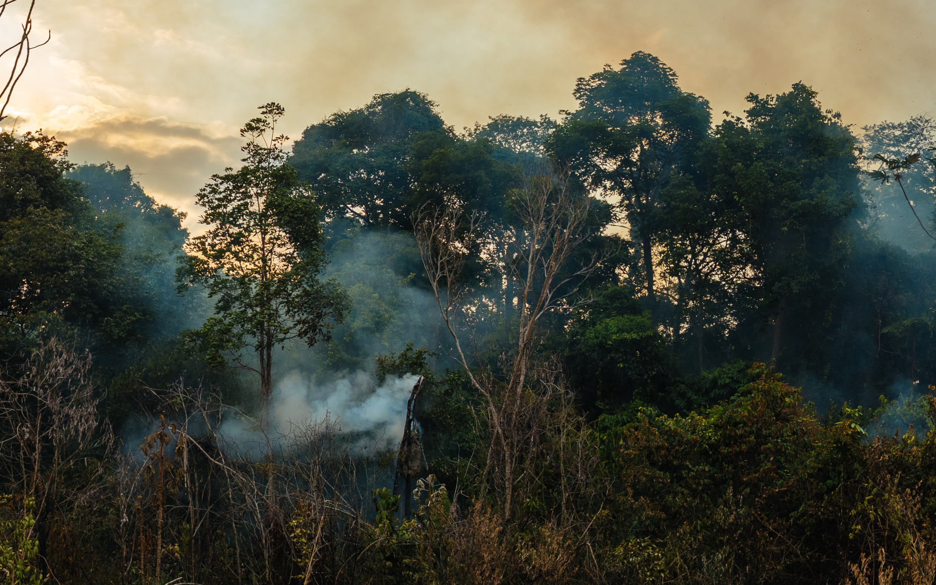 Ein Drittel des Amazonas-Waldes beeinträchtigt