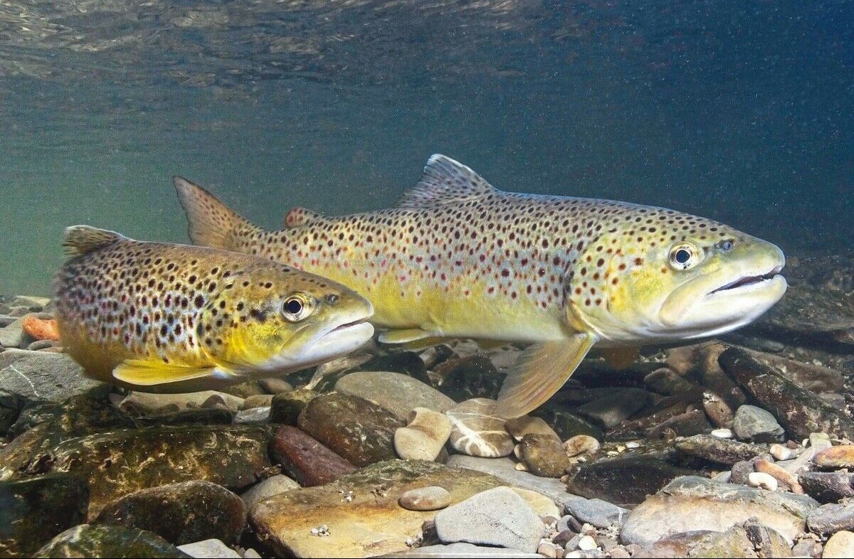 Fische auf Wanderschaft