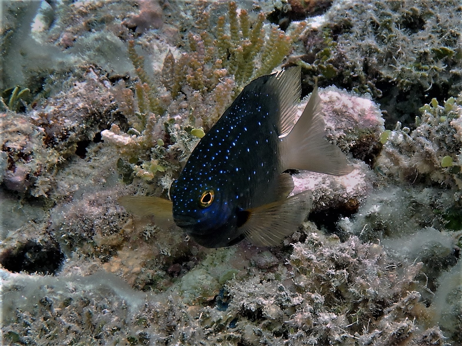 Fischverhalten im Bann invasiver Ratten
