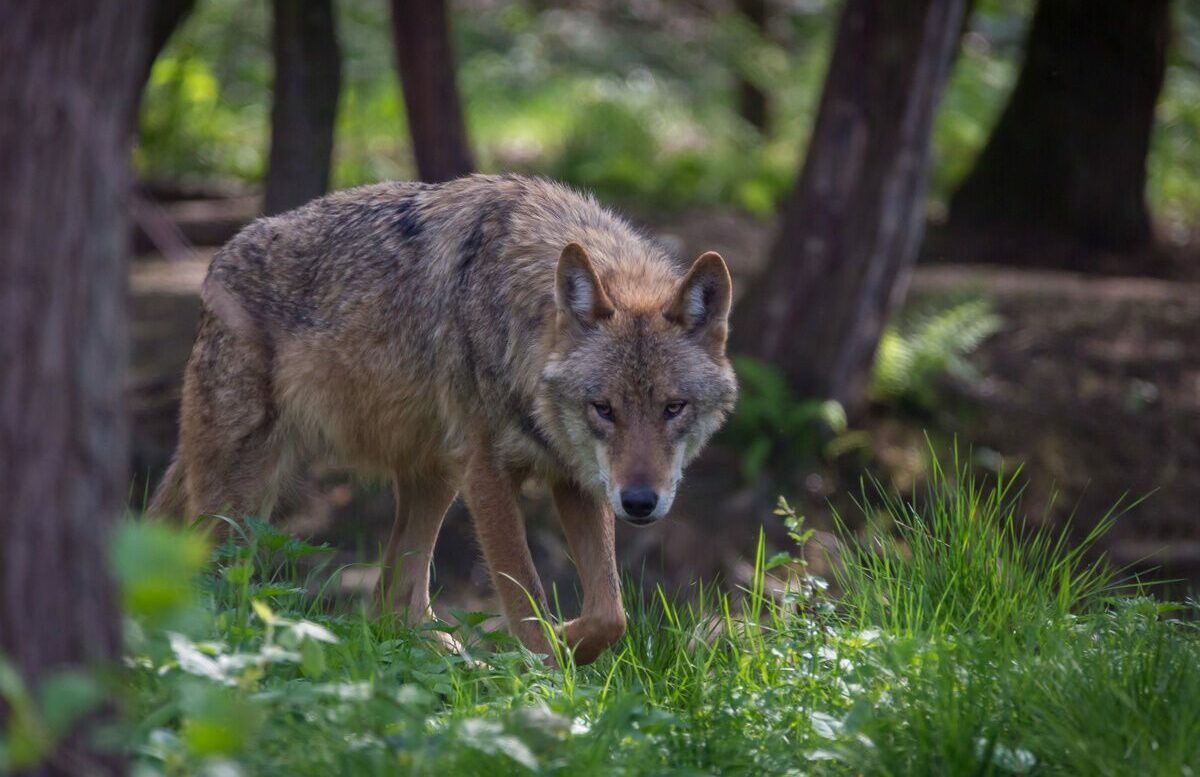 Im Wald, da sind die Räuber