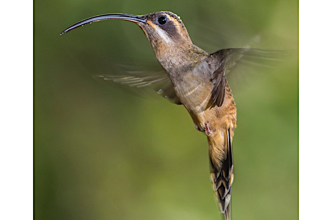 Kolibris: Flugleistung dank Gen-Verlust