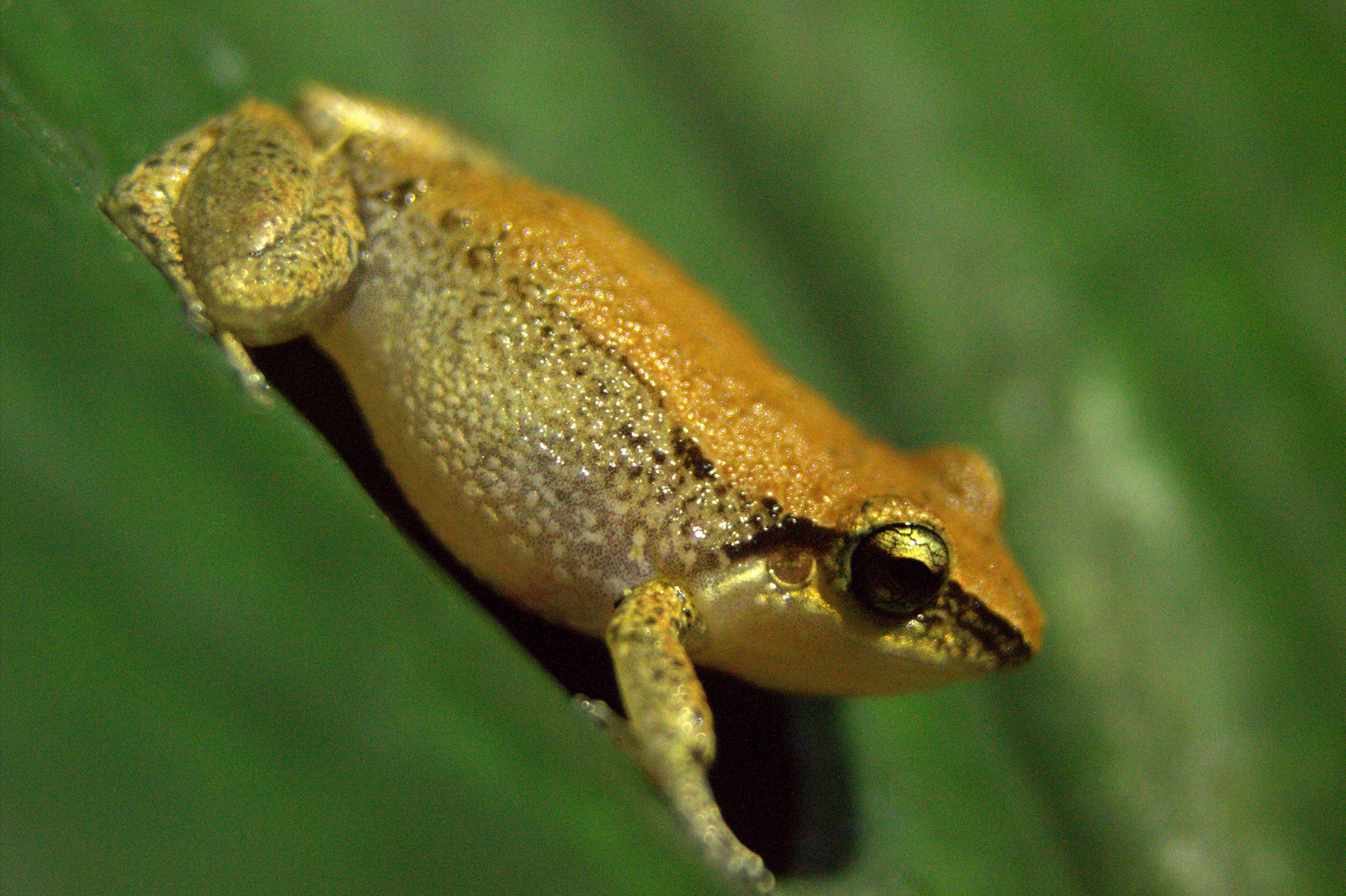 Lärmende Frosch-Invasoren