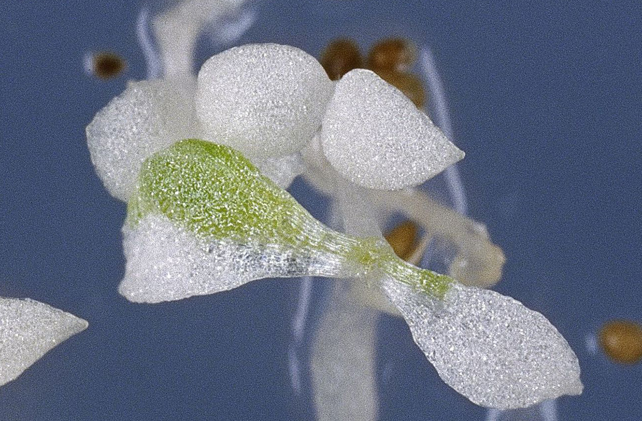 Pflanzen: Wie Chloroplasten vererbt werden