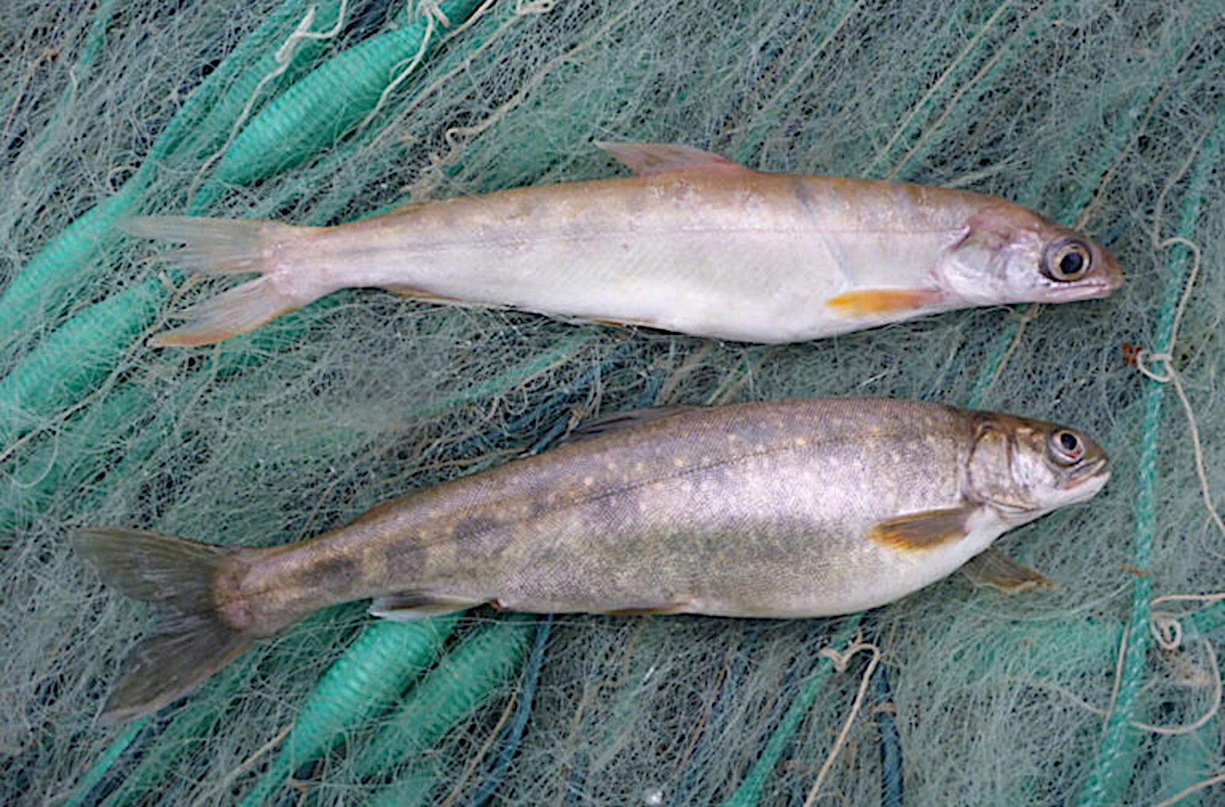 Wiederentdeckter Bodensee-Fisch