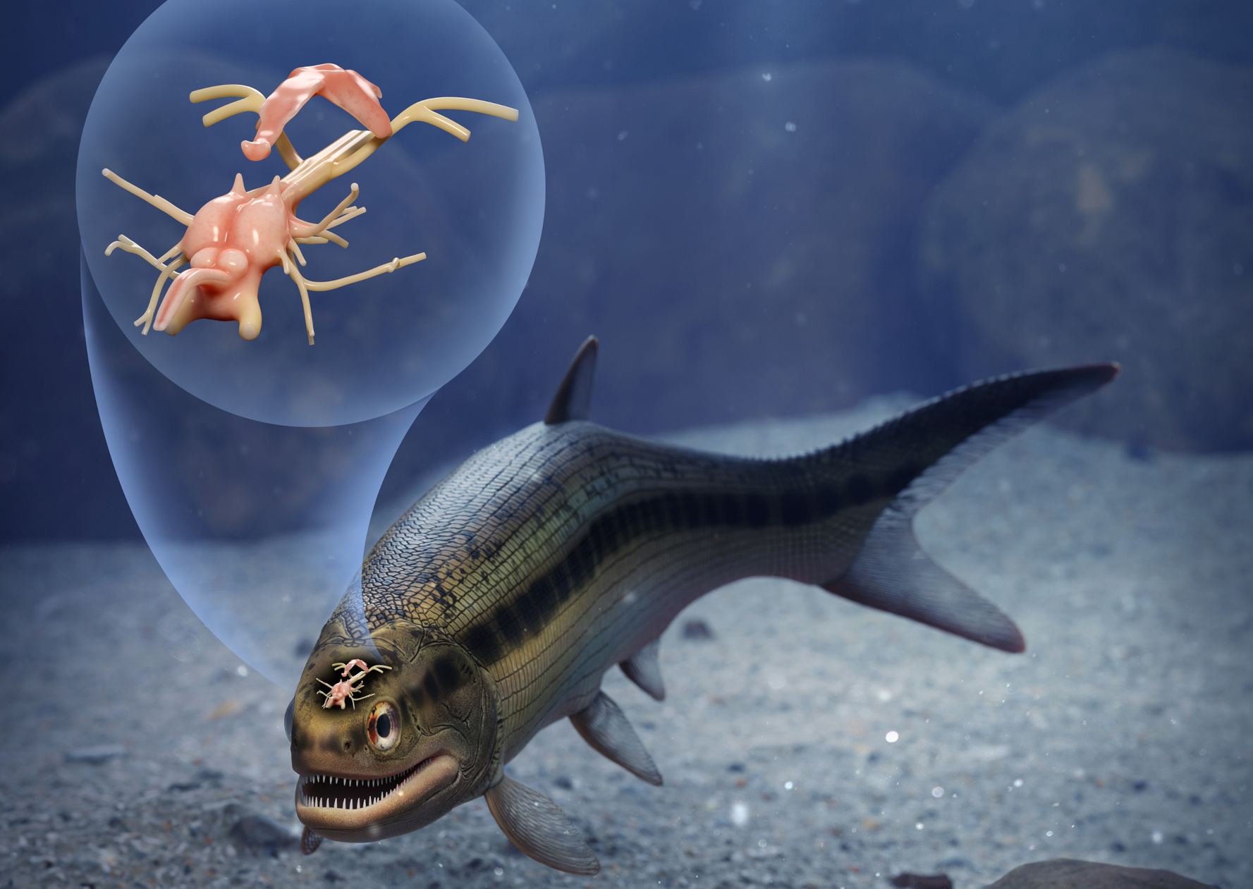 319 Millionen Jahre altes Fisch-Hirn entdeckt