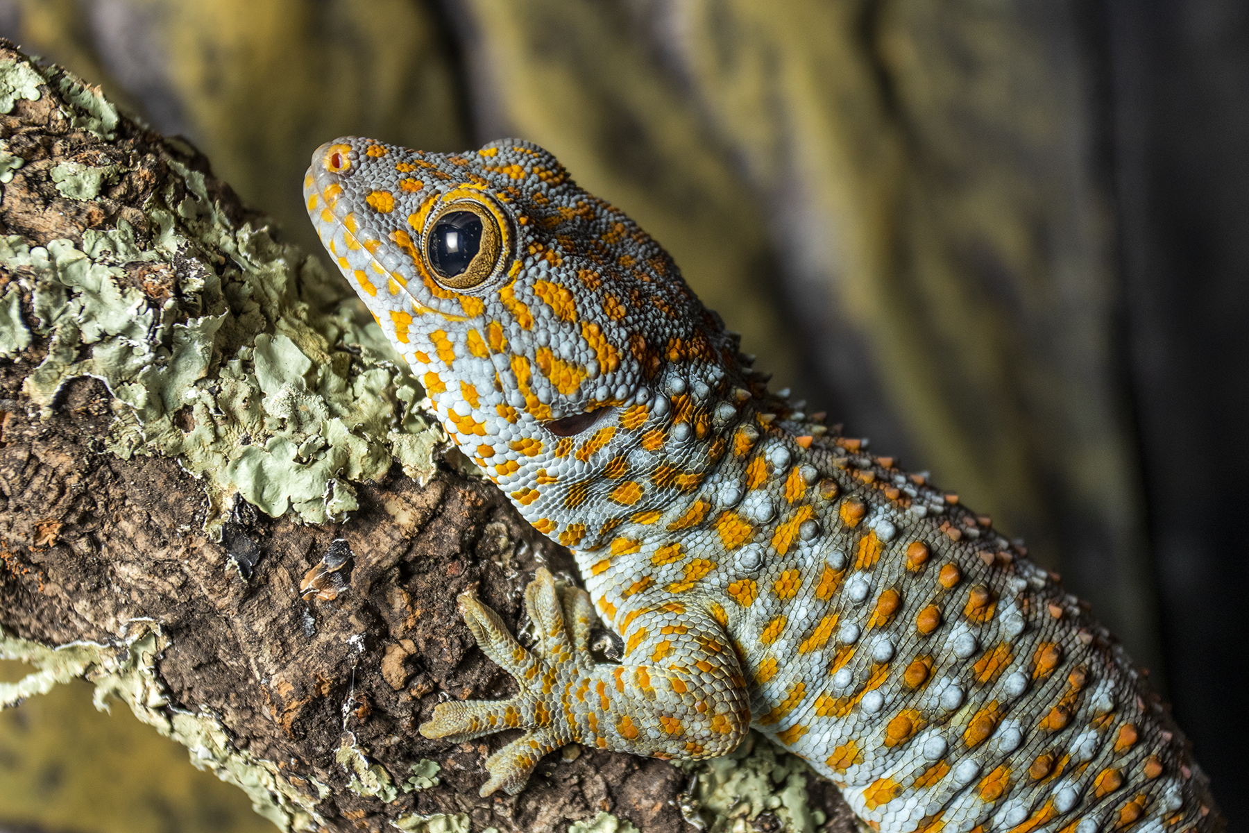 Erkennen sich Geckos selbst?