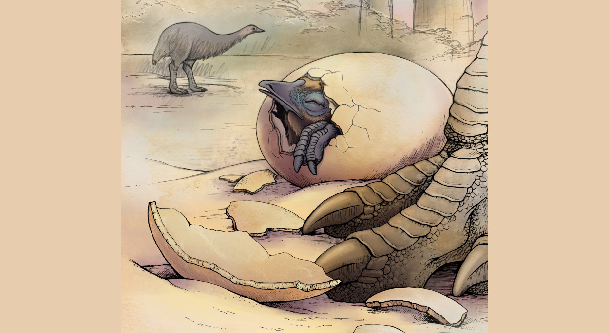 Fossile Eierschalen verraten Evolution der Elefantenvögel