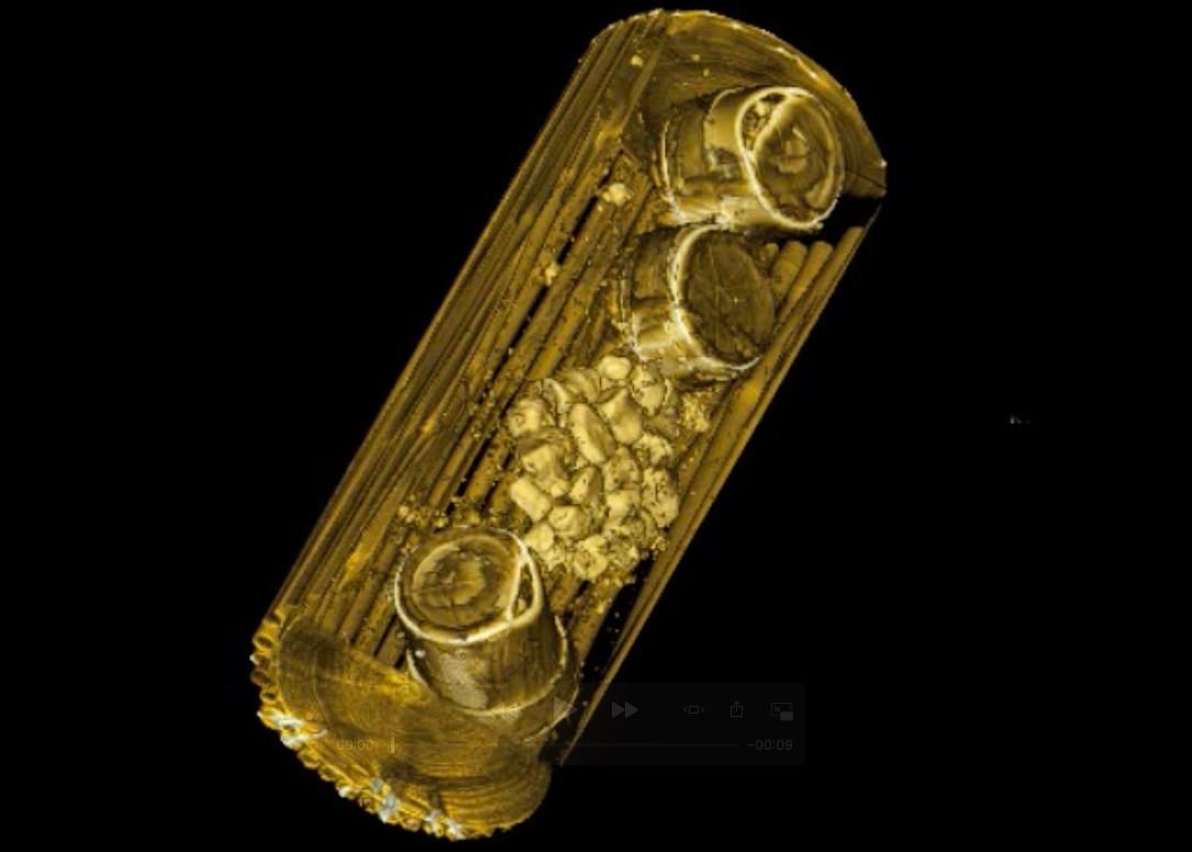 Fossilien in kolonialer Verpackung enthüllt