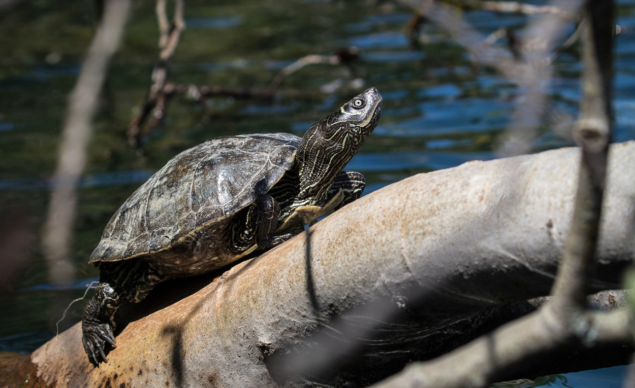 Invasive Süßwasser-Schildkröten jetzt auch bei uns