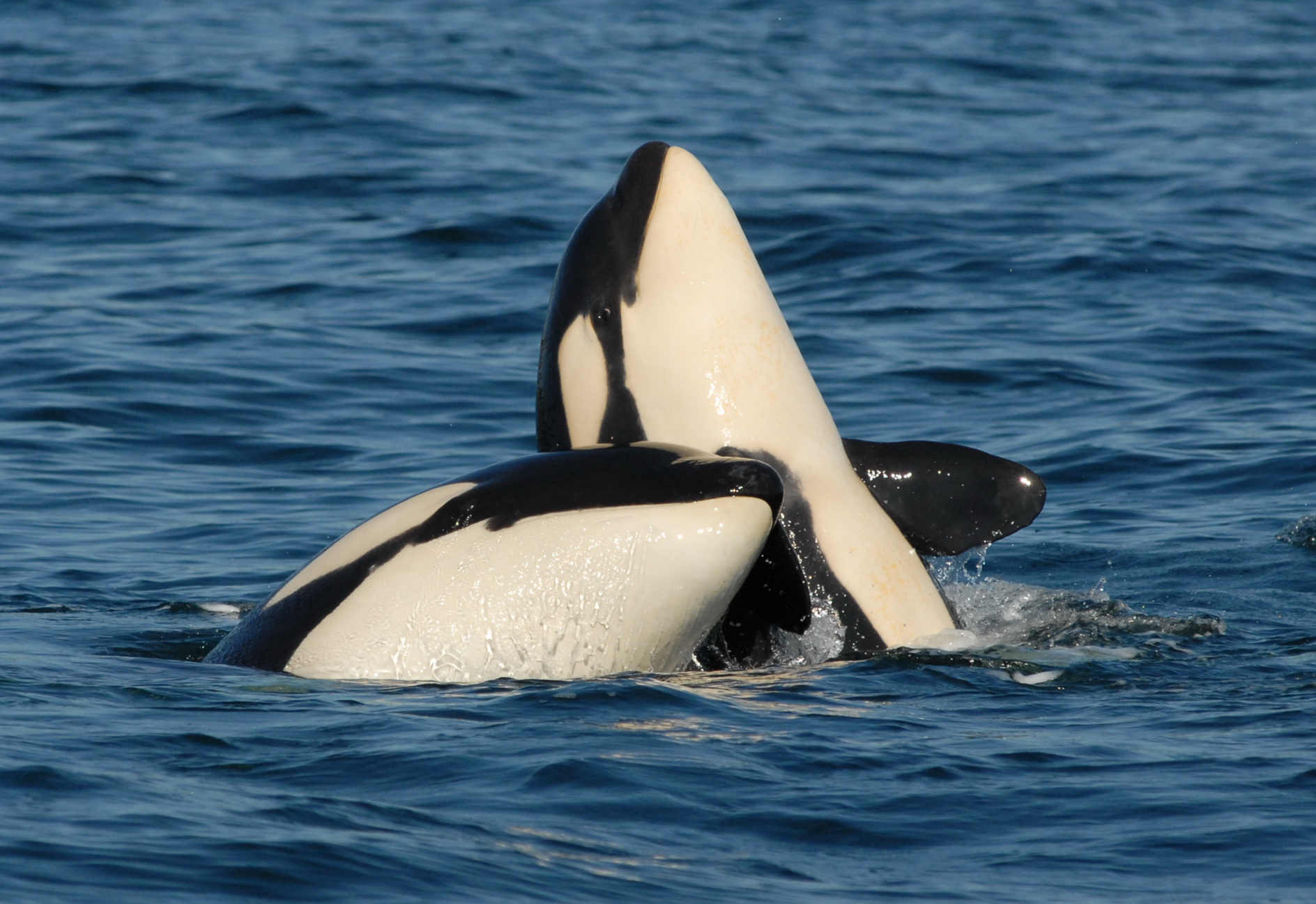 Orcas: Kostspielige „Muttersöhnchen“