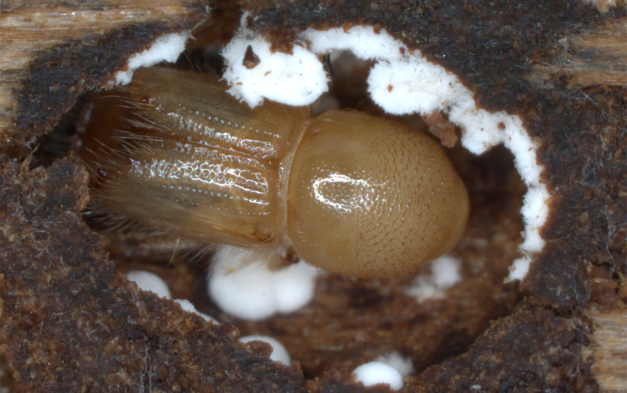 Pilze rufen Borkenkäfer zum Angriff herbei
