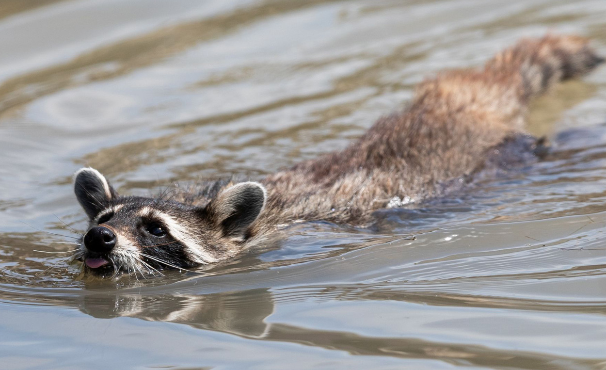 Waschbären sind Parasitenschleudern