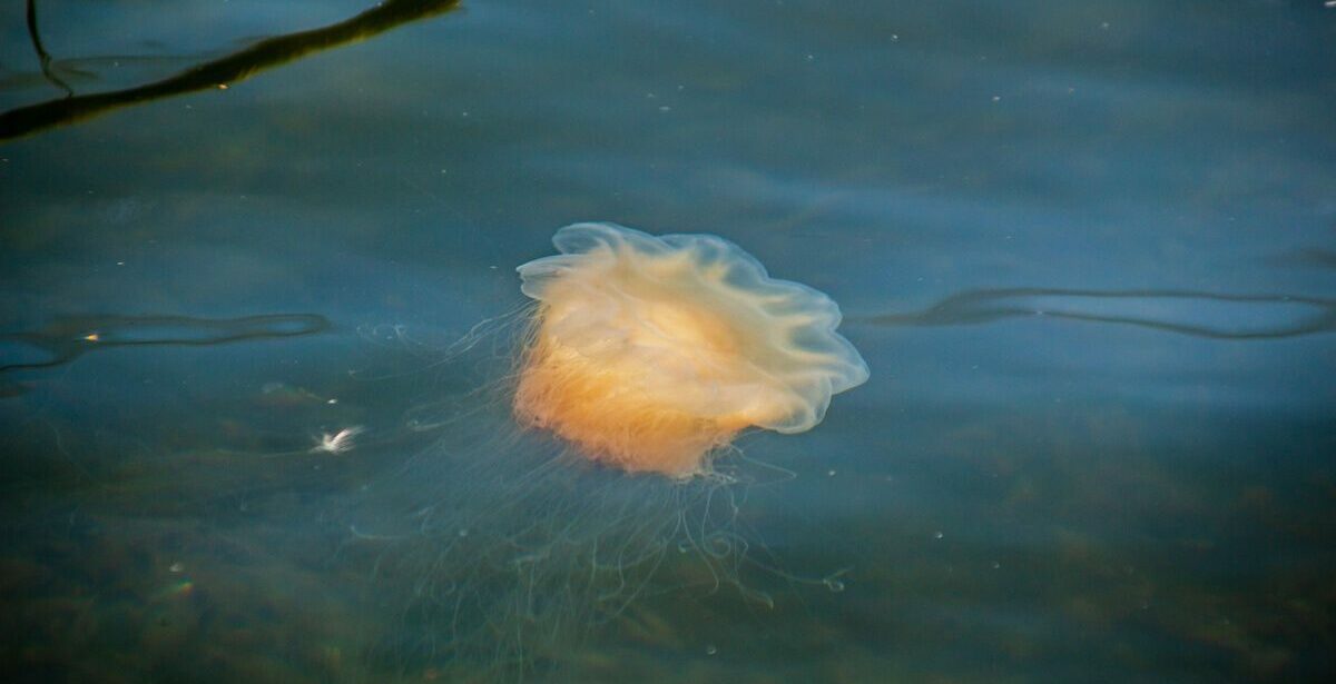 Bunte Lebenswelt in der Ostsee
