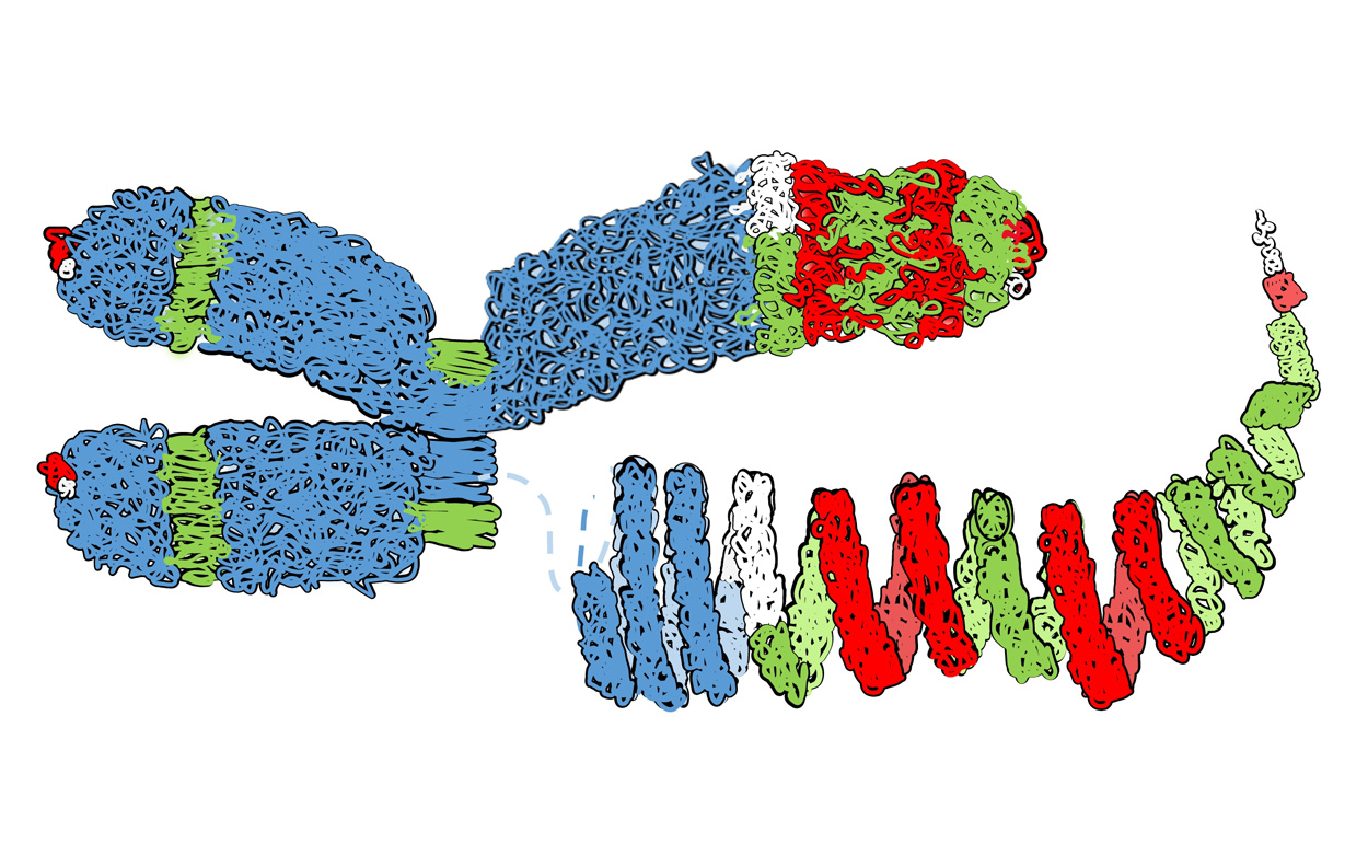 Chromosomen haben eine spiralförmige Struktur