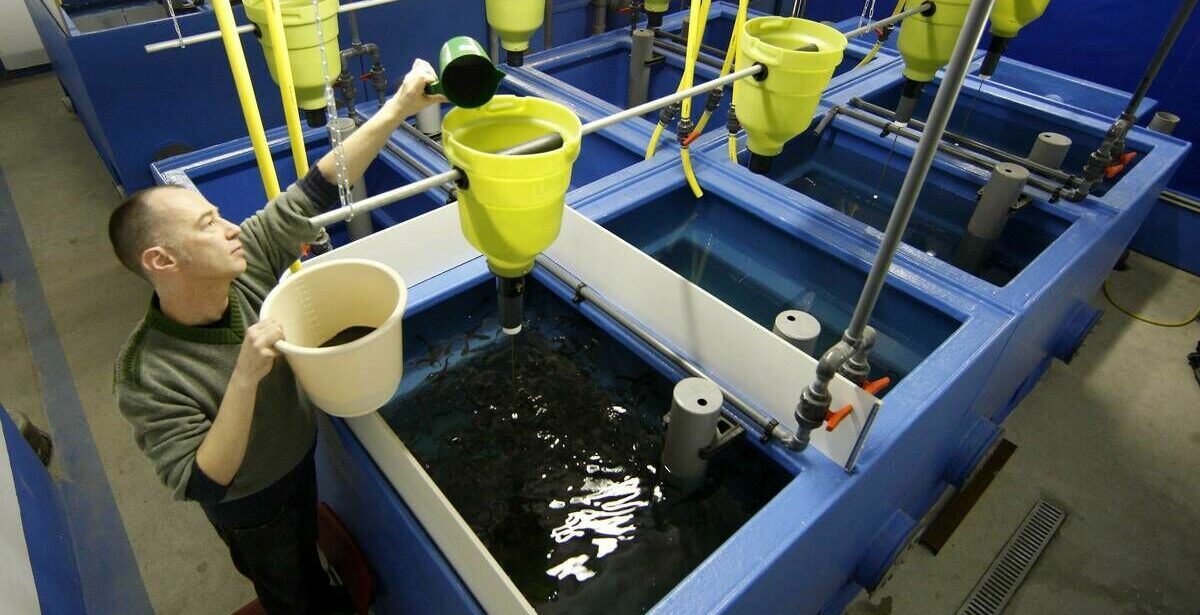 Fisch statt Kuh