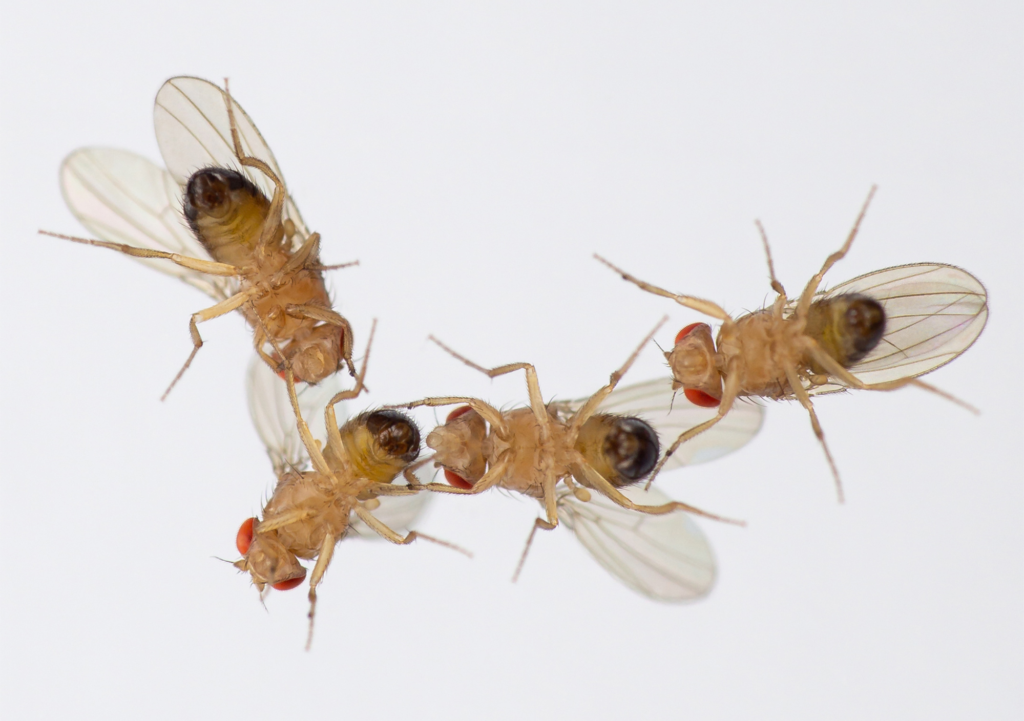 Ozon zerstört „Insekten-Parfum“
