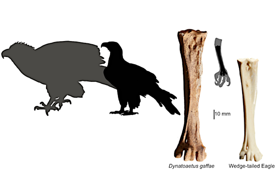Riesige Adler kreisten einst über Australien