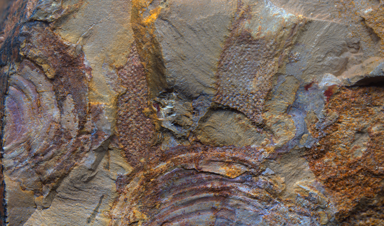 Vermeintliches Tierfossil erweist sich als Alge