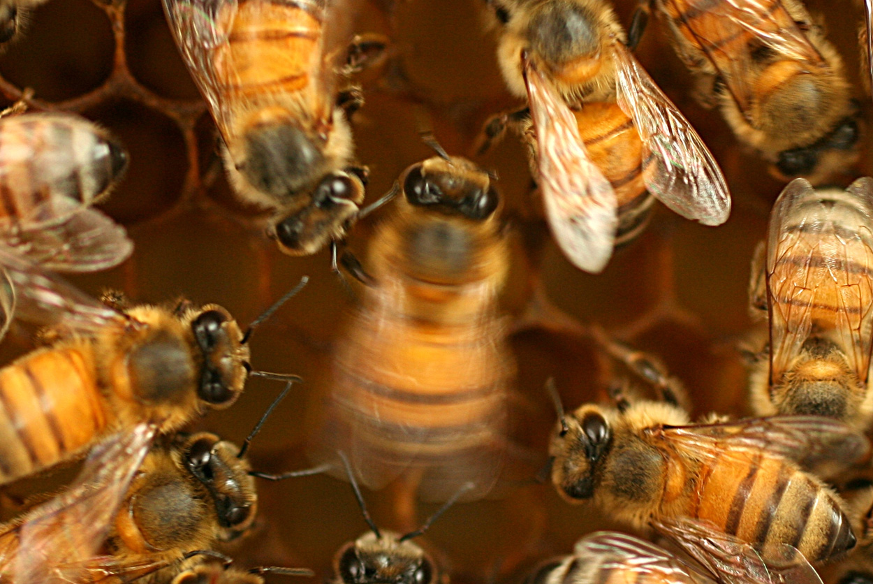 Wie Bienen das Tanzen lernen
