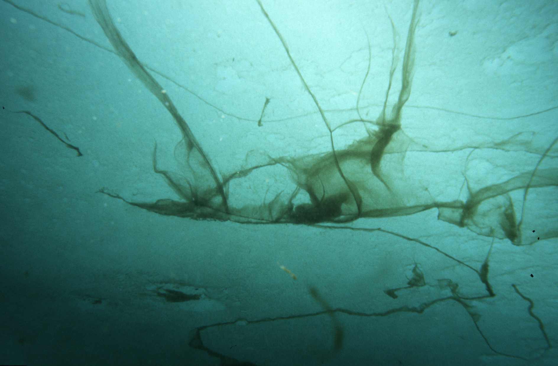 Eisalgen reichern Mikroplastik an