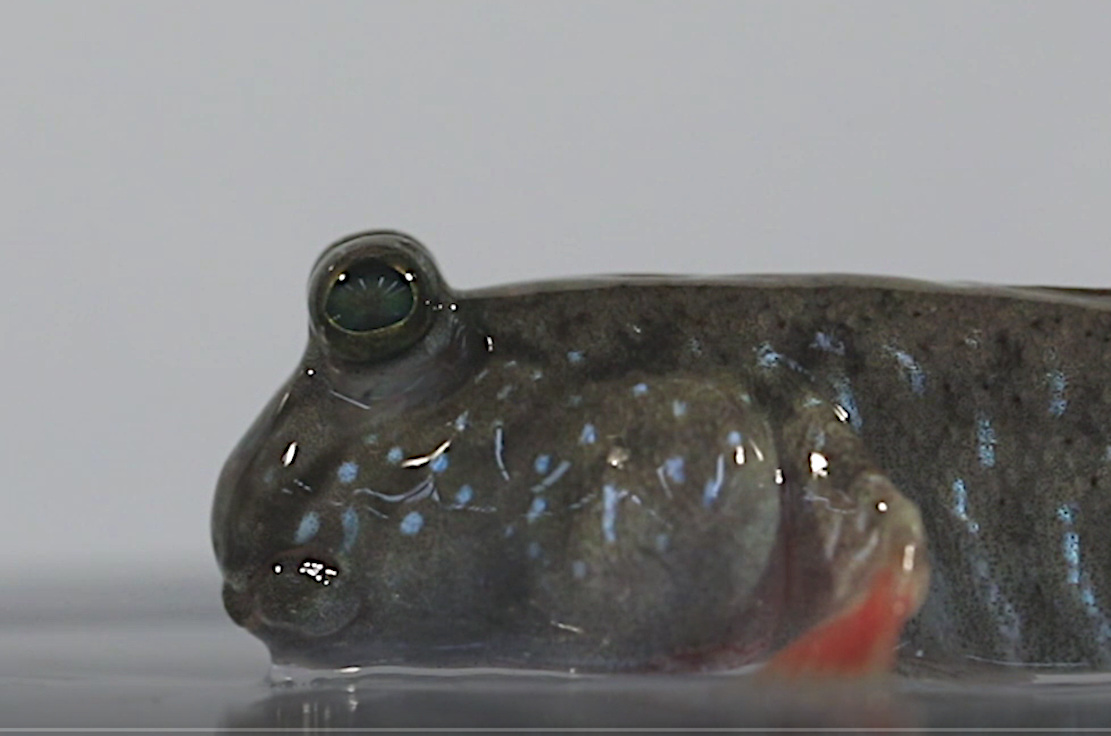 Fischiges Blinzeln liefert evolutionäre Hinweise