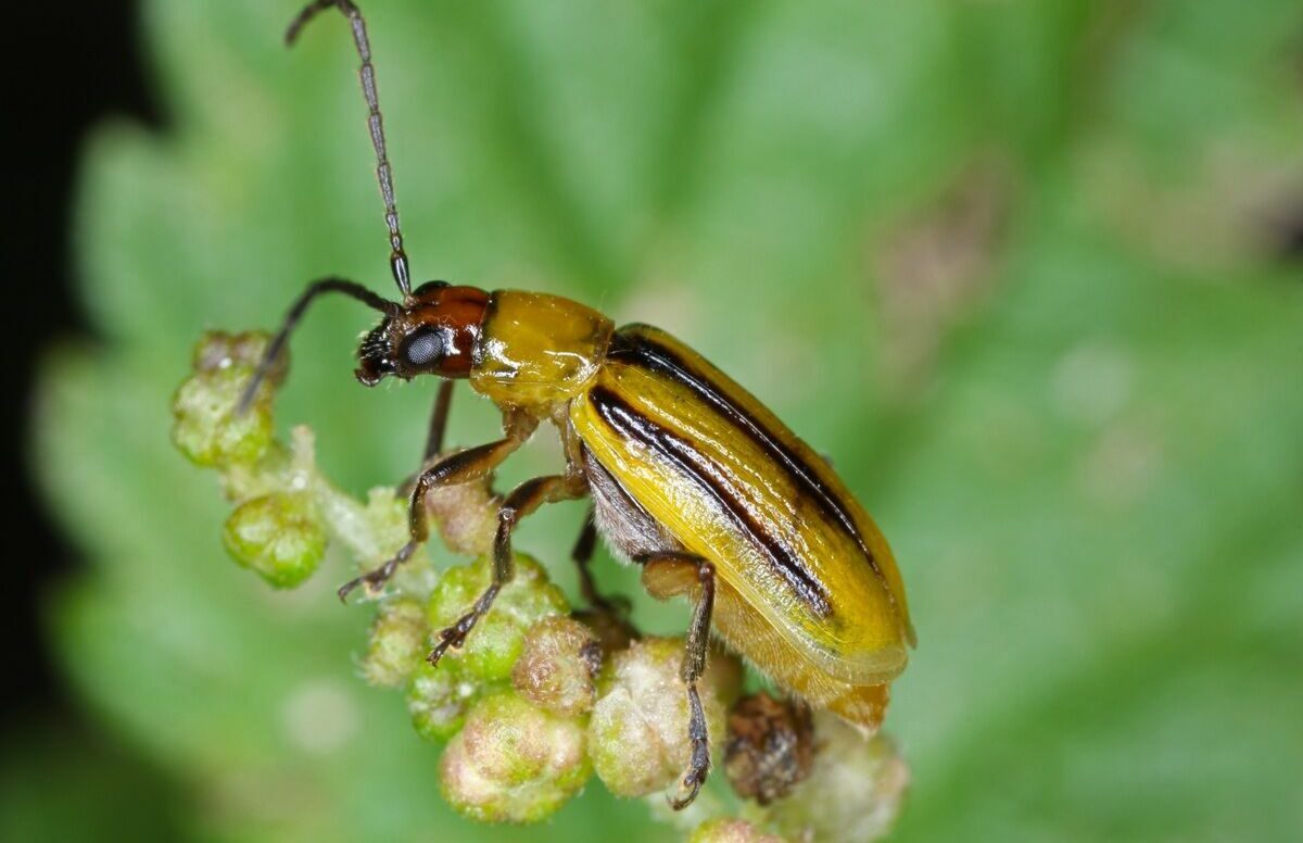 Im Insekten-Labor