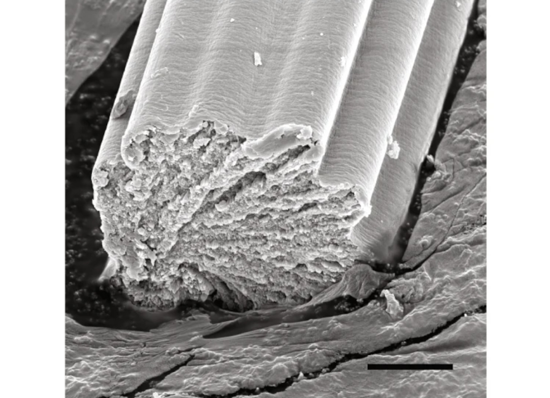Künstliche Spinnenseide dank Muschel-Kleber