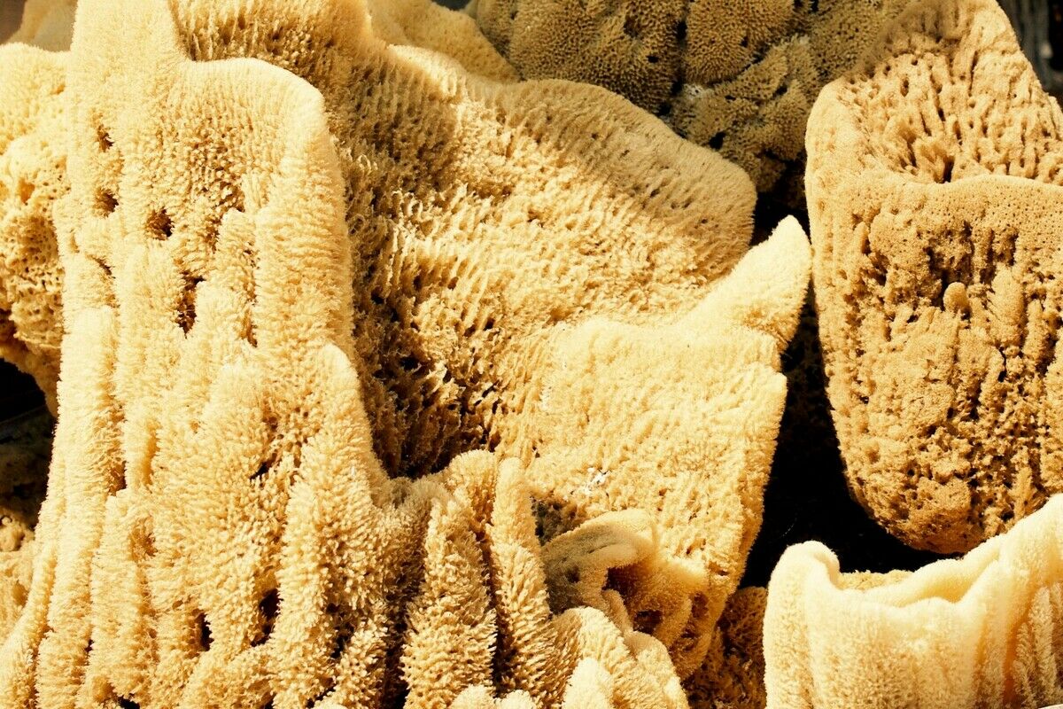 Schnecken, Schwämme, Nussschalen