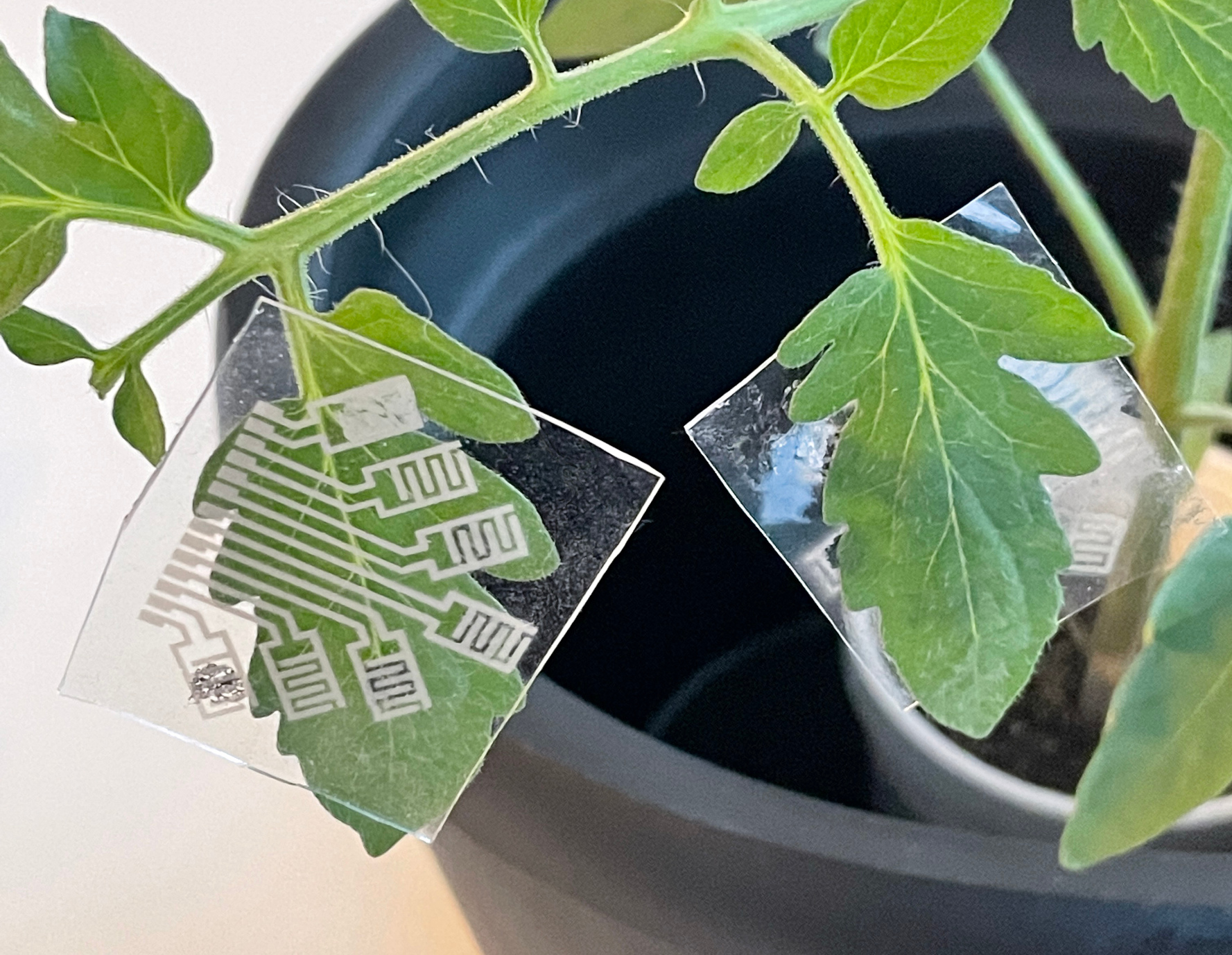 Smart-Pflaster „riecht“ Pflanzen-Probleme