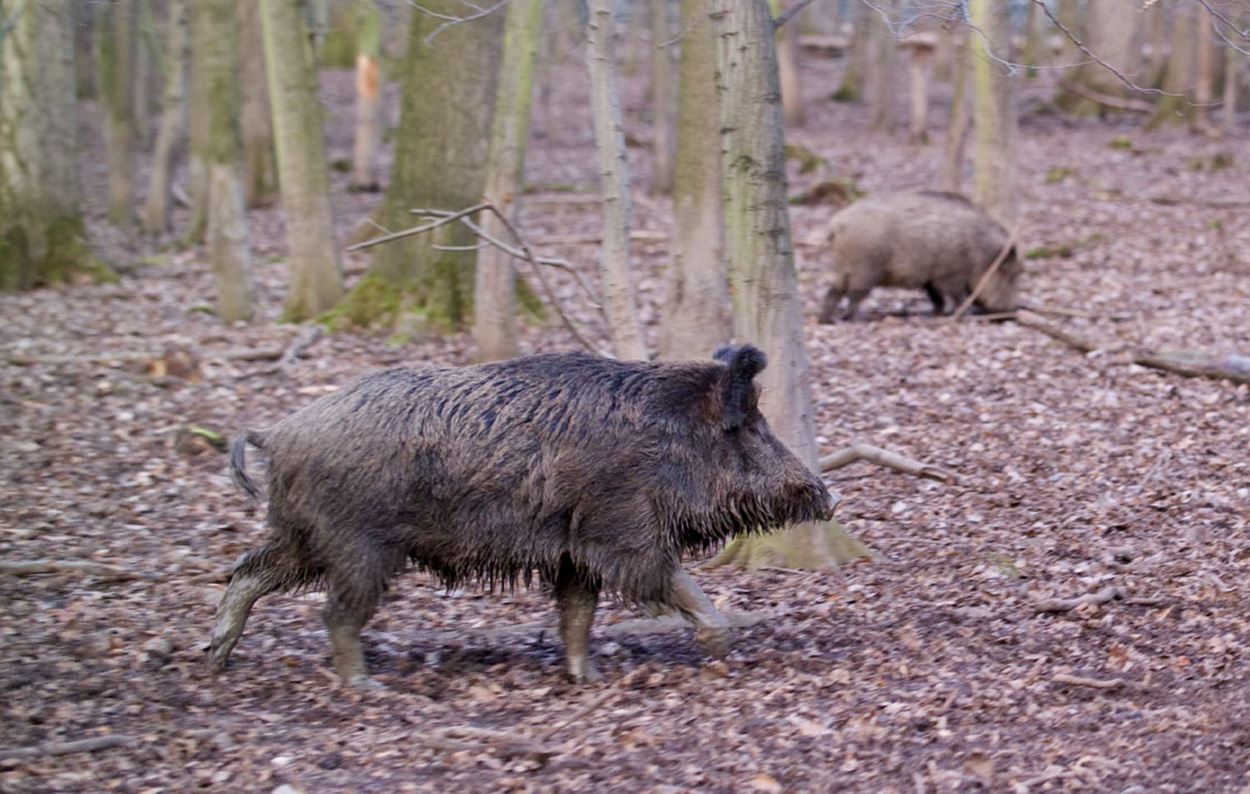 Wildschweine als Bioindikator für PFAS-Belastung
