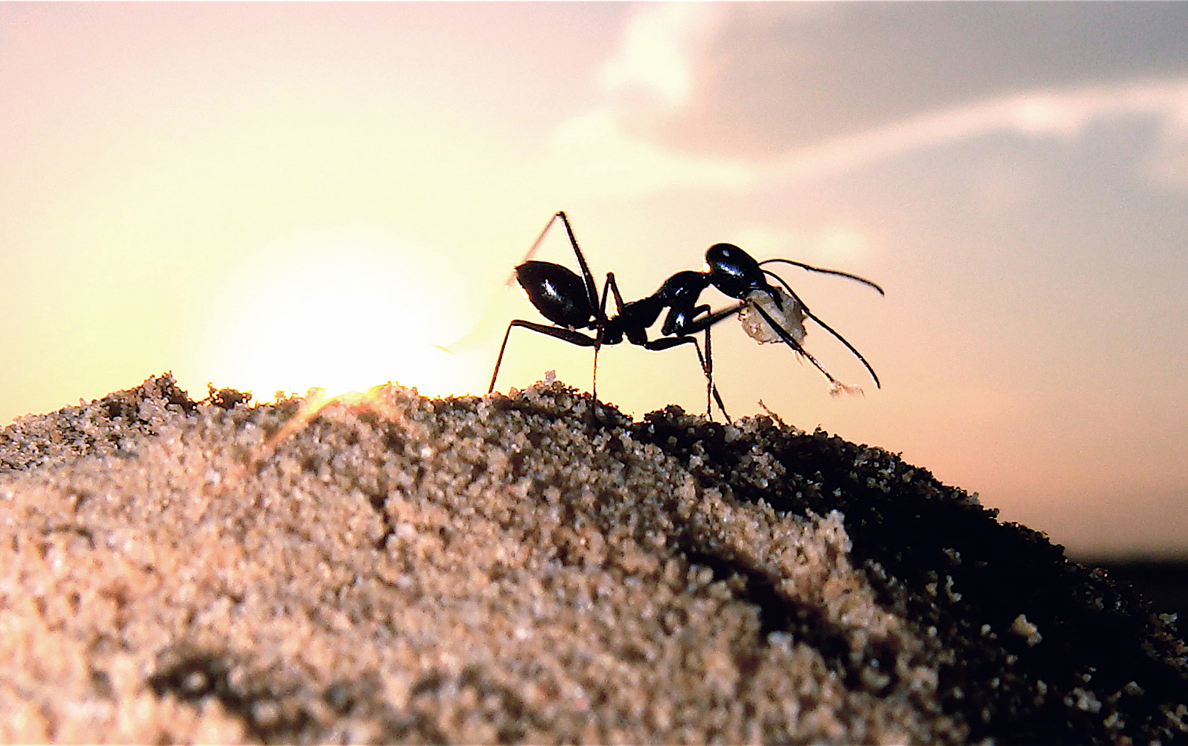 Geheimnisvolles Insekten-Kalkül