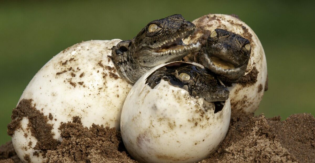 Tierisches Ungleichgewicht