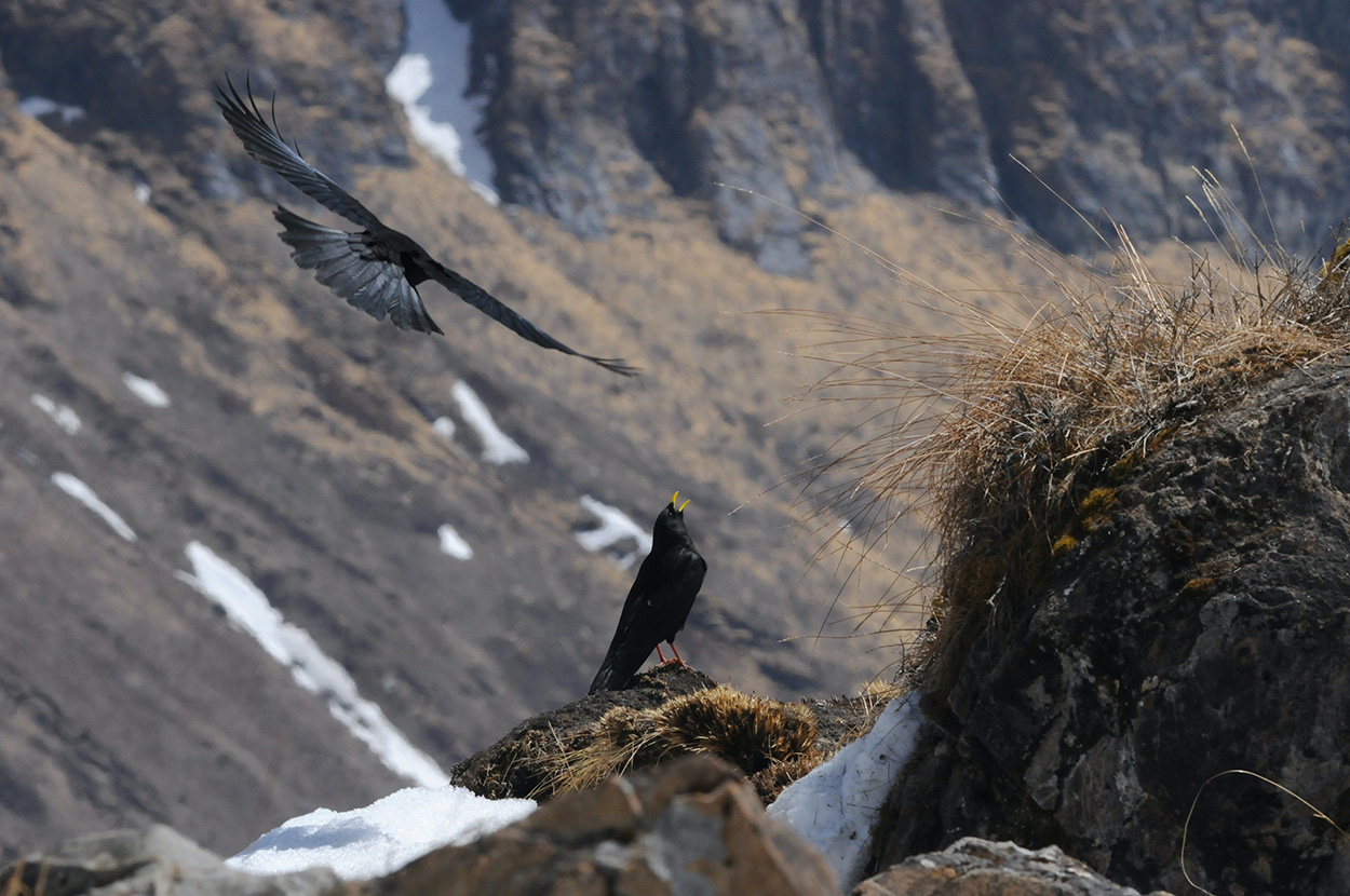 Klimawandel: Viele Vögel können nicht flüchten