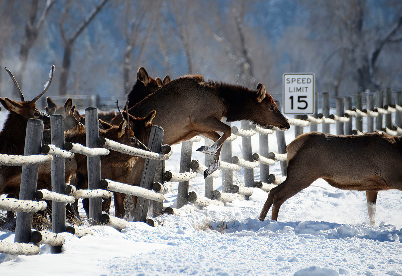 Konnten Wildtiere die Corona-Lockdowns nutzten?