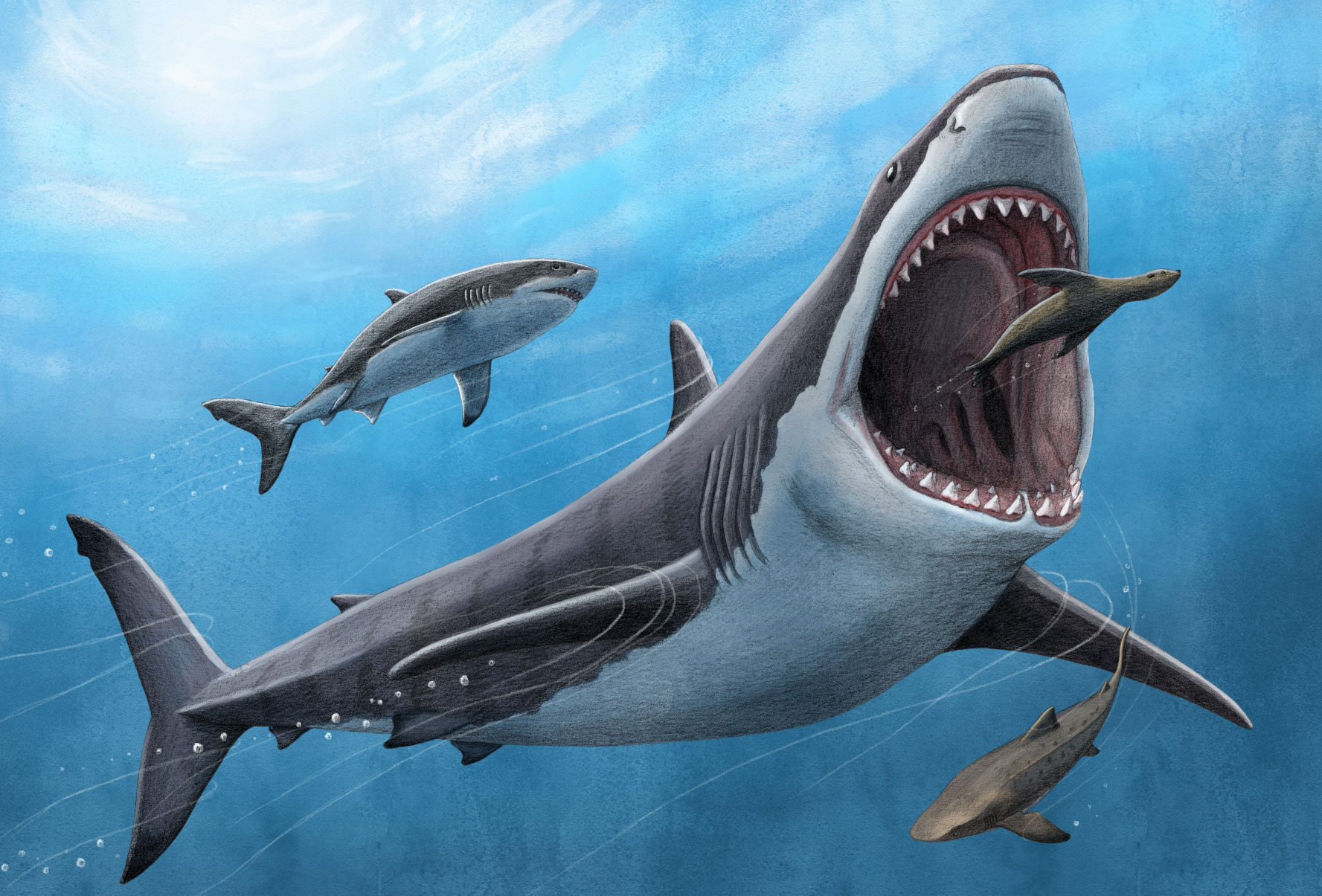 Megalodon war kein buchstäblich kaltblütiger Killer