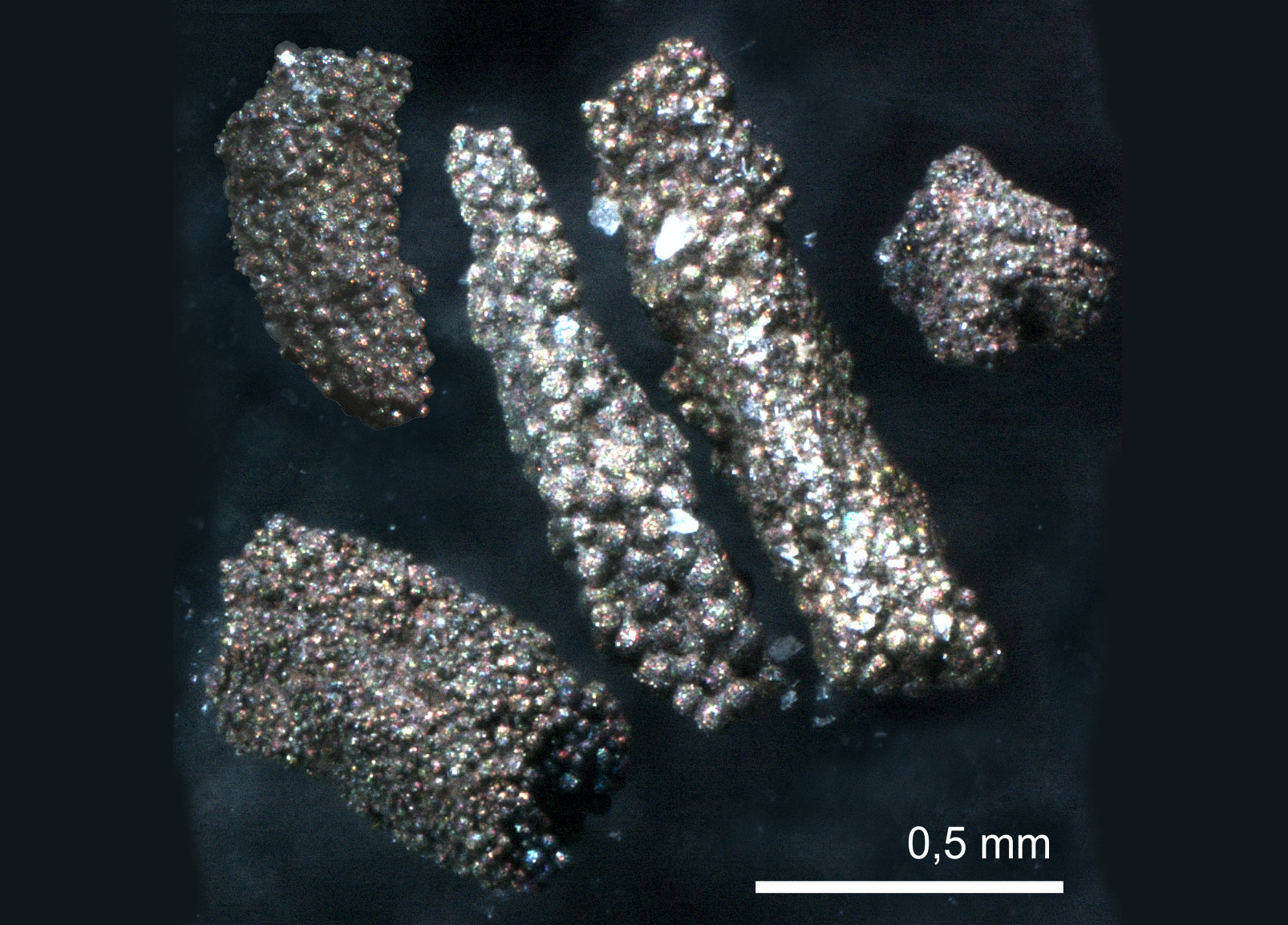 Rätsel um Wiener „Narrengold-Fossilien“ gelöst